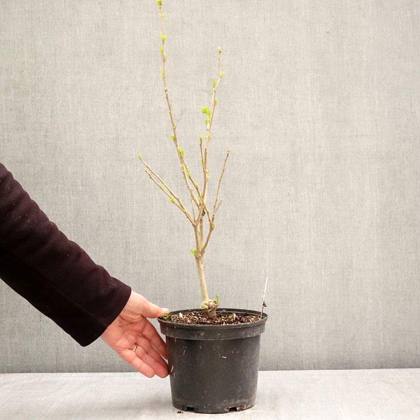 Esimerkki keväällä toimitetusta Syyrianhiiskus Eléonore Pot de 2L/3L-taimesta