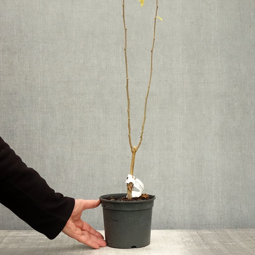 Esimerkki syksyllä toimitetusta Syyrianhiiskus Flower Tower Purple 1,5 litran / 2 litran kannu-taimesta