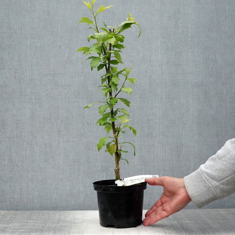 Esimerkki kesällä toimitetusta Syyrianhiiskus Flower Tower Purple Pot de 1,5L/2L-taimesta