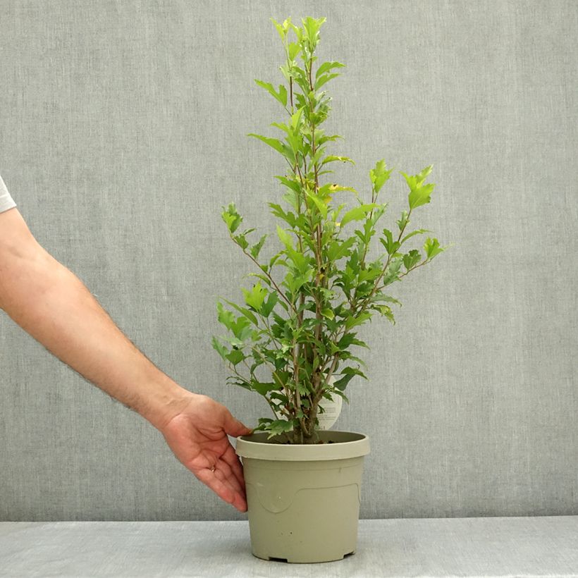 Esimerkki kesällä toimitetusta Syyrianhiiskus Flower Tower Purple 3 litran/4 litran ruukku-taimesta