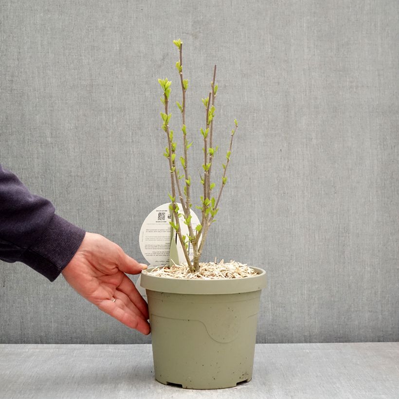 Esimerkki keväällä toimitetusta Syyrianhiiskus Flower Tower Purple Pot de 3L/4L-taimesta