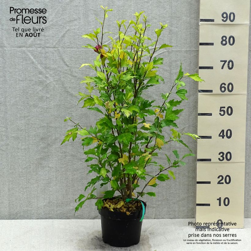 Esimerkki kesällä toimitetusta Syyrianhiiskus Flower Tower Ruby Pot de 2L/3L-taimesta