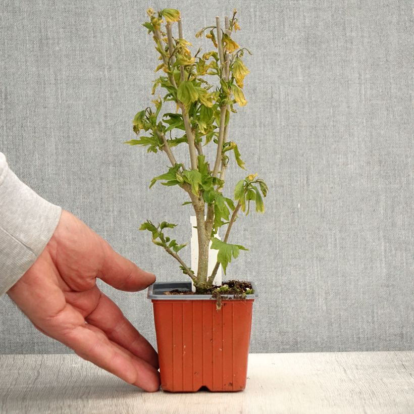 Esimerkki keväällä toimitetusta Syyrianhiiskus Flower Tower White Taimiruukku 8/9 cm-taimesta