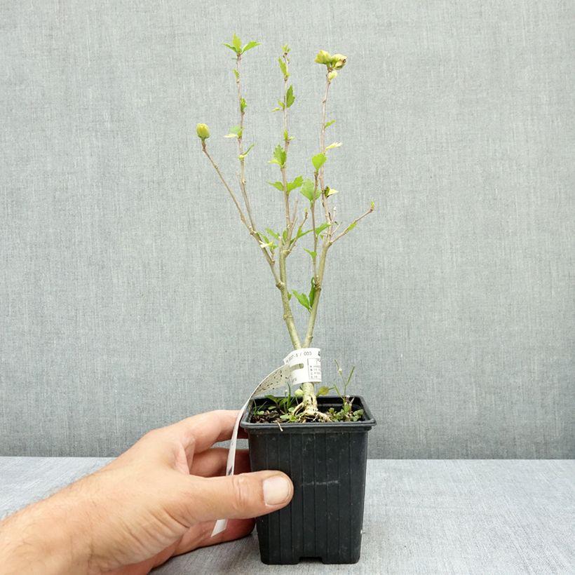 Esimerkki kesällä toimitetusta Syyrianhiiskus French White 8/9 cm taimiruukku-taimesta