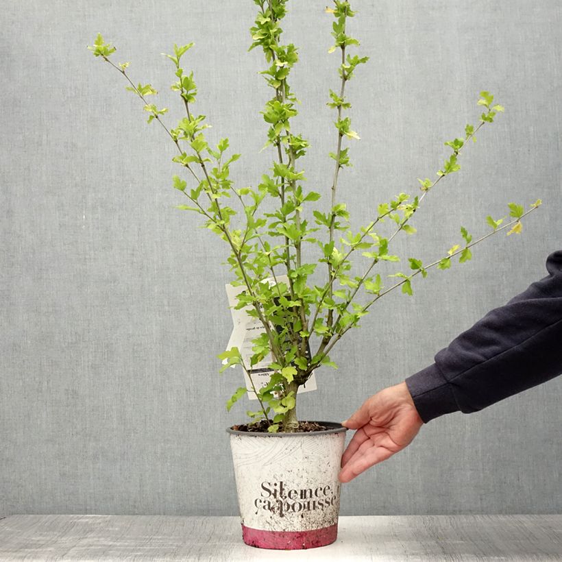 Esimerkki kesällä toimitetusta Syyrianhiiskus French point Pot de 4L/5L-taimesta
