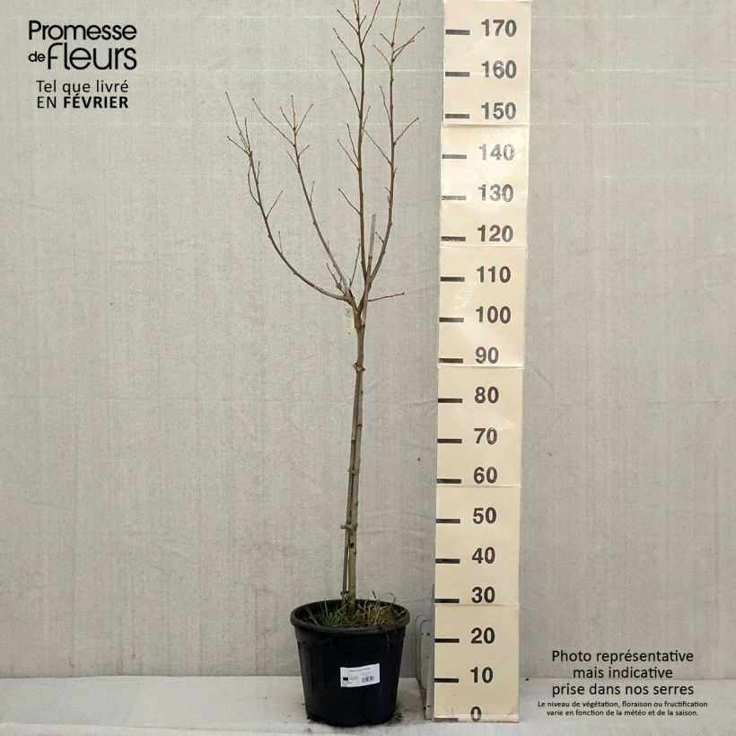 Esimerkki talvella toimitetusta Hibiscus syriacus Hamabo - Althéa ou mauve en arbre Pot de 7,5L/10L, Demi-Tige-taimesta