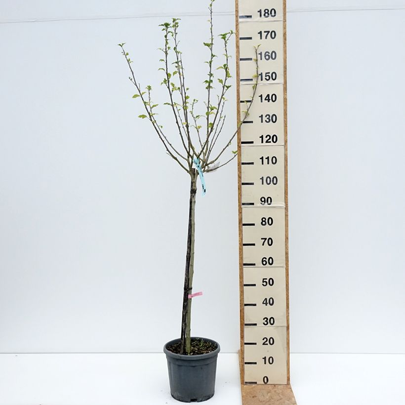 Esimerkki kesällä toimitetusta Syyrianhiiskus Hamabo Pot de 7,5L/10L, Demi-Tige-taimesta