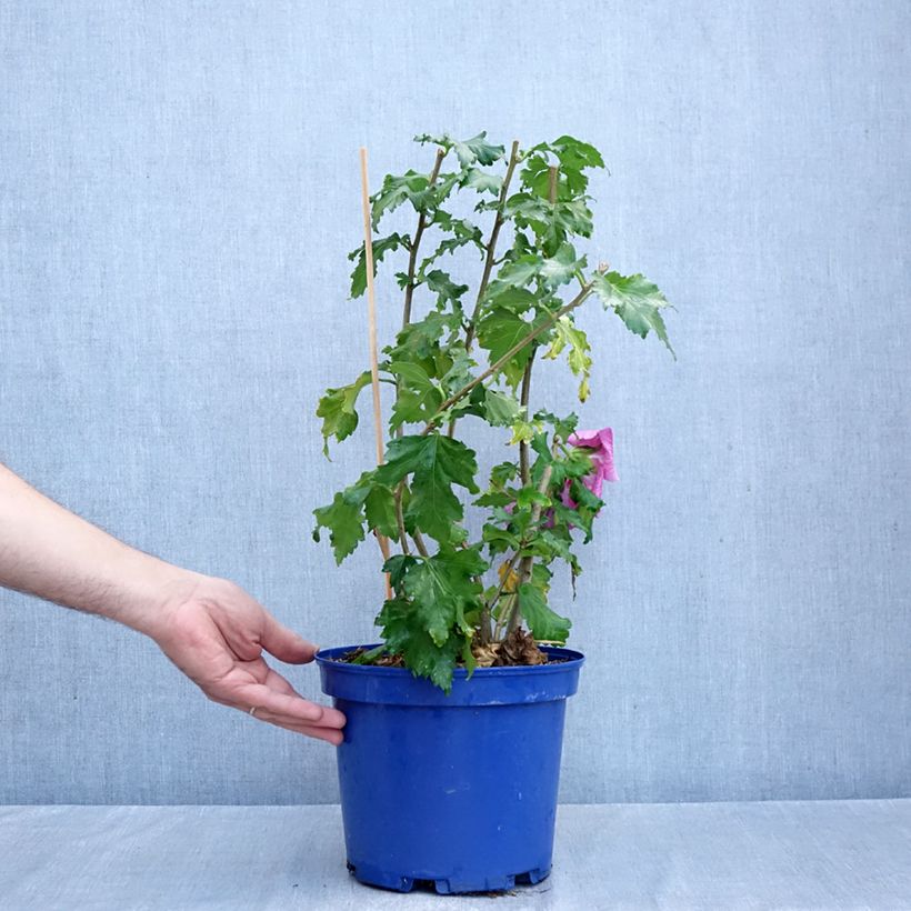 Esimerkki syksyllä toimitetusta Syyrianhiiskus Rosada 3 litran/4 litran ruukku-taimesta