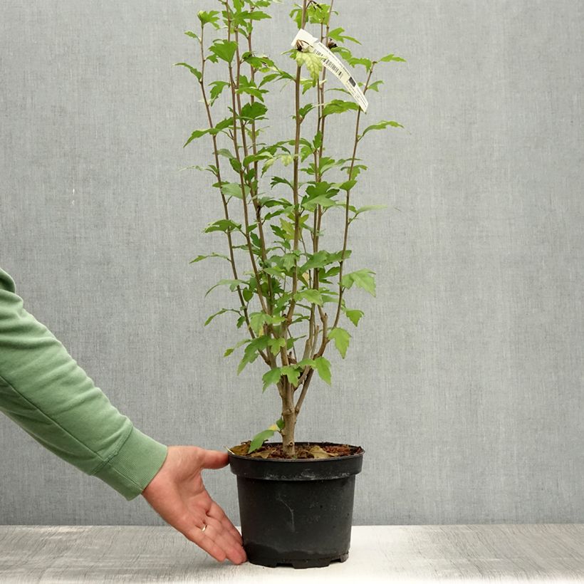 Esimerkki kesällä toimitetusta Syyrianhiiskus Lady Stanley Pot de 3L/4L-taimesta