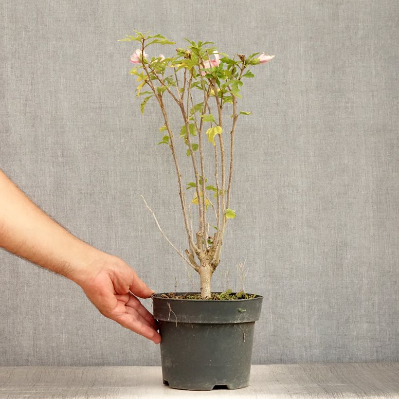 Esimerkki kesällä toimitetusta Syyrianhiiskus Leopoldii Pot de 2L/3L-taimesta