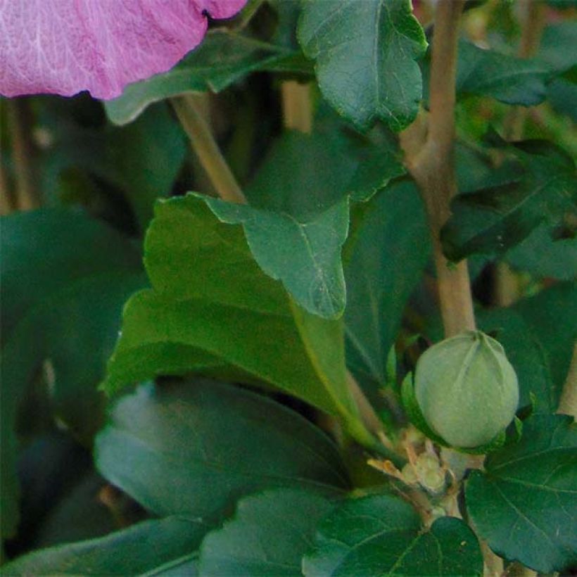 Syyrianhiiskus Magenta Chiffon (Lehvistö)