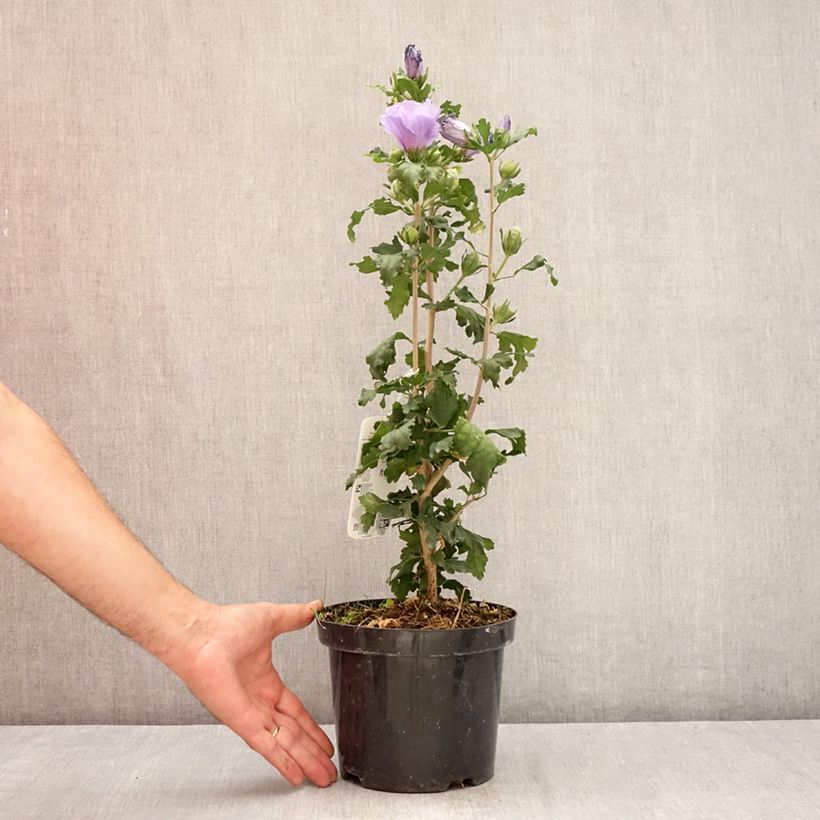 Esimerkki kesällä toimitetusta Syyrianhiiskus Oiseau Bleu (Marina) Pot de 2L/3L-taimesta