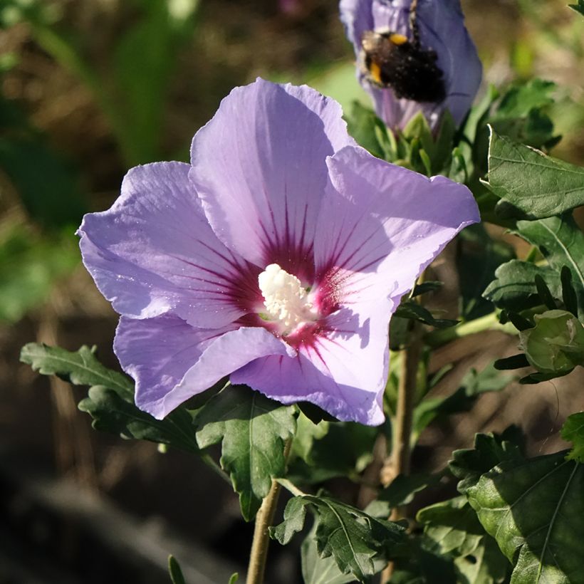 Syyrianhiiskus Oiseau Bleu (Marina) (Kukinta)