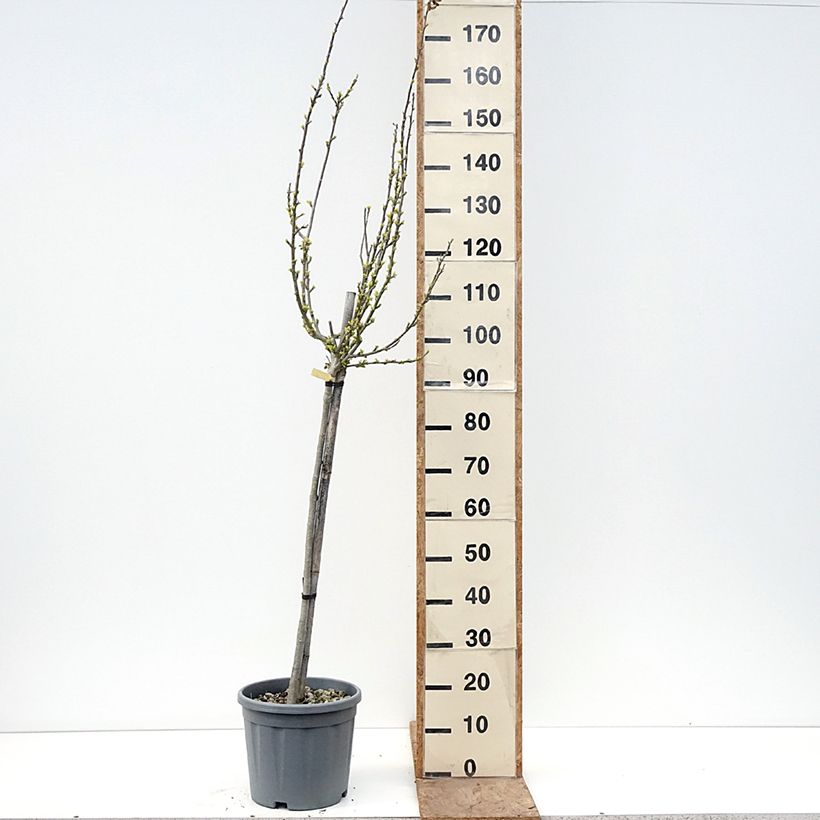 Esimerkki keväällä toimitetusta Syyrianhiiskus Oiseau Bleu (Marina) Pot de 7,5L/10L, Demi-Tige-taimesta