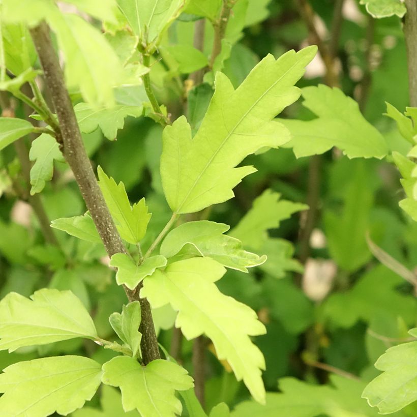 Syyrianhiiskus Pinky Spot (Lehvistö)