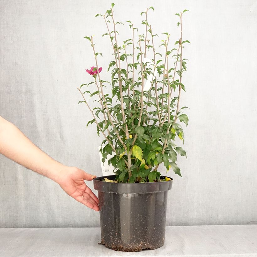 Esimerkki syksyllä toimitetusta Syyrianhiiskus Purple Ruffles 7,5 litran / 10 litran ruukku-taimesta