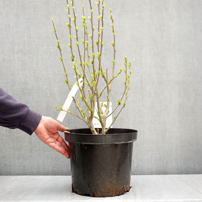 Esimerkki keväällä toimitetusta Syyrianhiiskus Purple Ruffles Pot de 7,5L/10L-taimesta