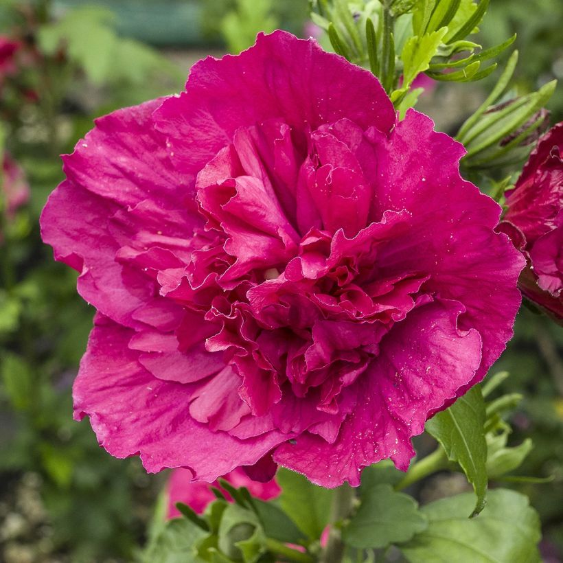 Syyrianhiiskus Ruby Chiffon (Kukinta)