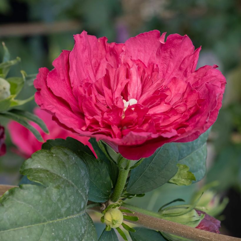 Syyrianhiiskus Ruby Chiffon (Lehvistö)