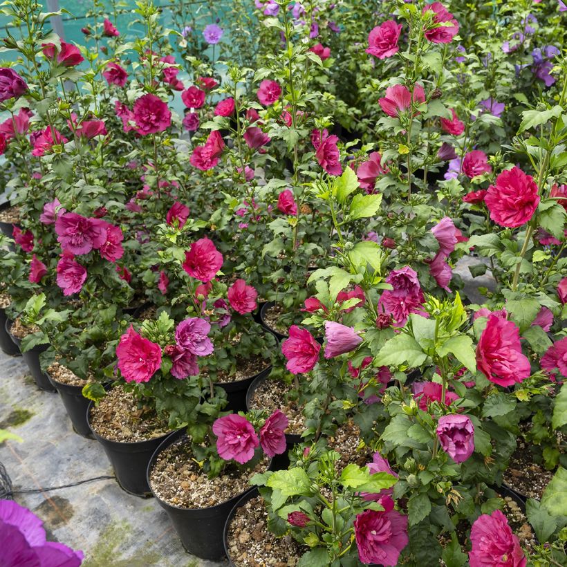 Syyrianhiiskus Ruby Chiffon (Kasvutapa)