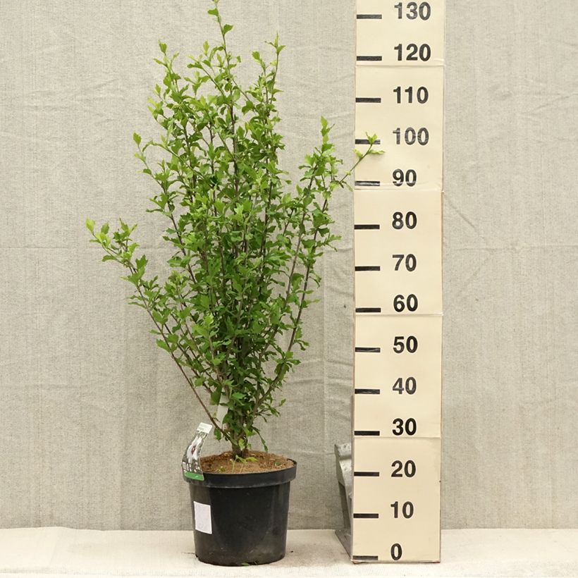 Esimerkki kesällä toimitetusta Syyrianhiiskus Shintaeyang Pot de 7,5L/10L-taimesta