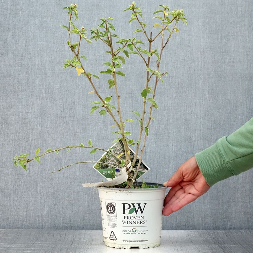 Esimerkki kesällä toimitetusta Hibiscus syriacus Sugar Tip - Althéa double rose tendre  Pot de 3L/4L-taimesta