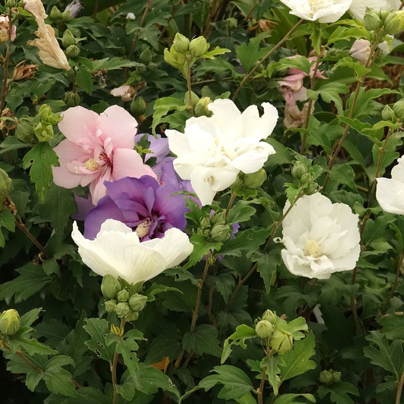 Syyrianhiiskus Three Sisters (Lavender Chiffon Blue Chiffon White Chiffon) (Kukinta)