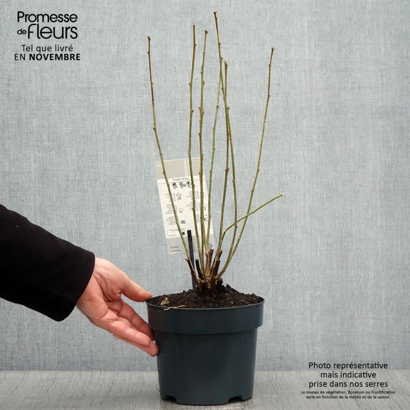 Esimerkki syksyllä toimitetusta Syyrianhiiskus Totus Albus 2 litran/3 litran ruukku-taimesta