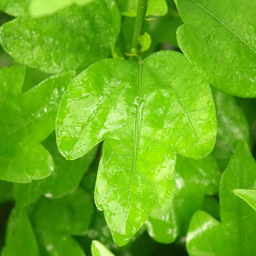 Syyrianhiiskus Woodbridge (Lehvistö)