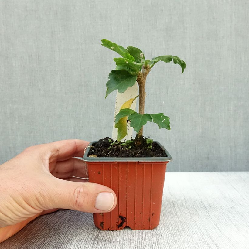 Esimerkki syksyllä toimitetusta Syyrianhiiskus Woodbridge 8/9 cm taimiruukku-taimesta