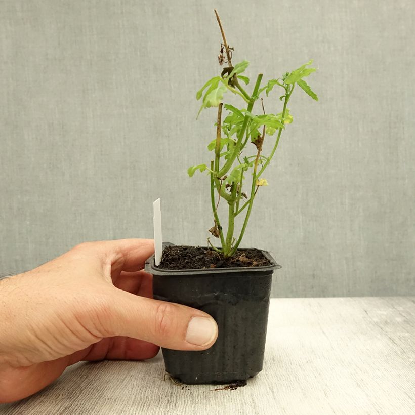 Esimerkki syksyllä toimitetusta Ajannäyttäjä - Hibiscus trionum 8/9 cm taimiruukku-taimesta