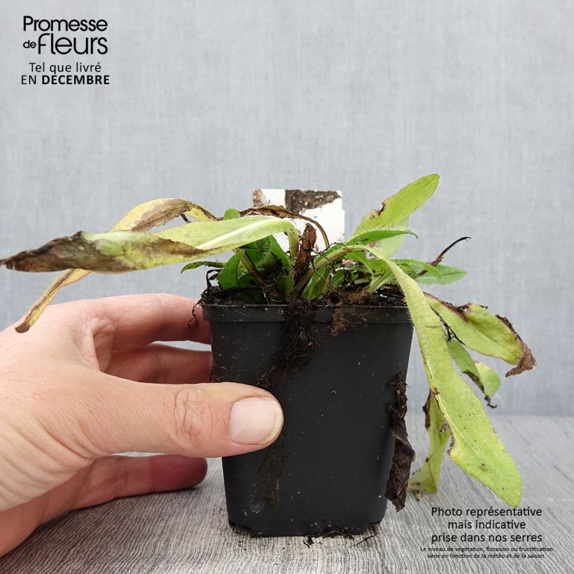 Esimerkki syksyllä toimitetusta Salokeltano - Hieracium aurantiacum 8/9 cm taimiruukku-taimesta