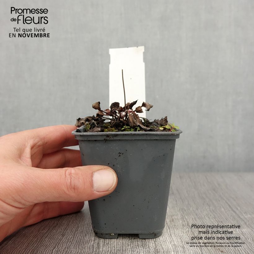 Esimerkki syksyllä toimitetusta Täpläkeltano - Hieracium maculatum 8/9 cm taimiruukku-taimesta
