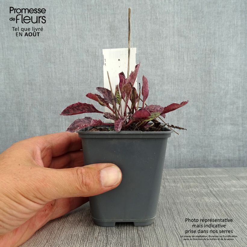 Esimerkki kesällä toimitetusta Täpläkeltano - Hieracium maculatum Godet de 8/9 cm-taimesta