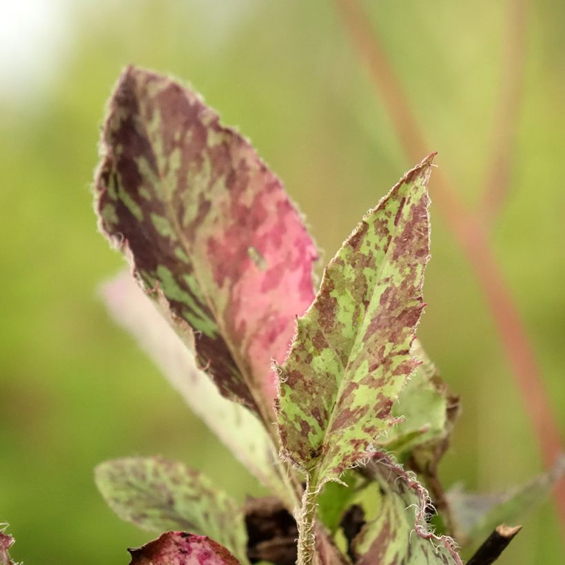 Täpläkeltano - Hieracium maculatum (Lehvistö)