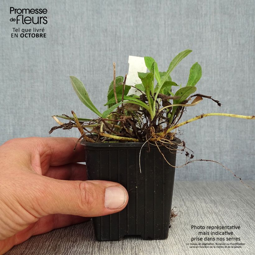 Esimerkki syksyllä toimitetusta Huopavoikeltano - Hieracium pilosella 8/9 cm taimiruukku-taimesta
