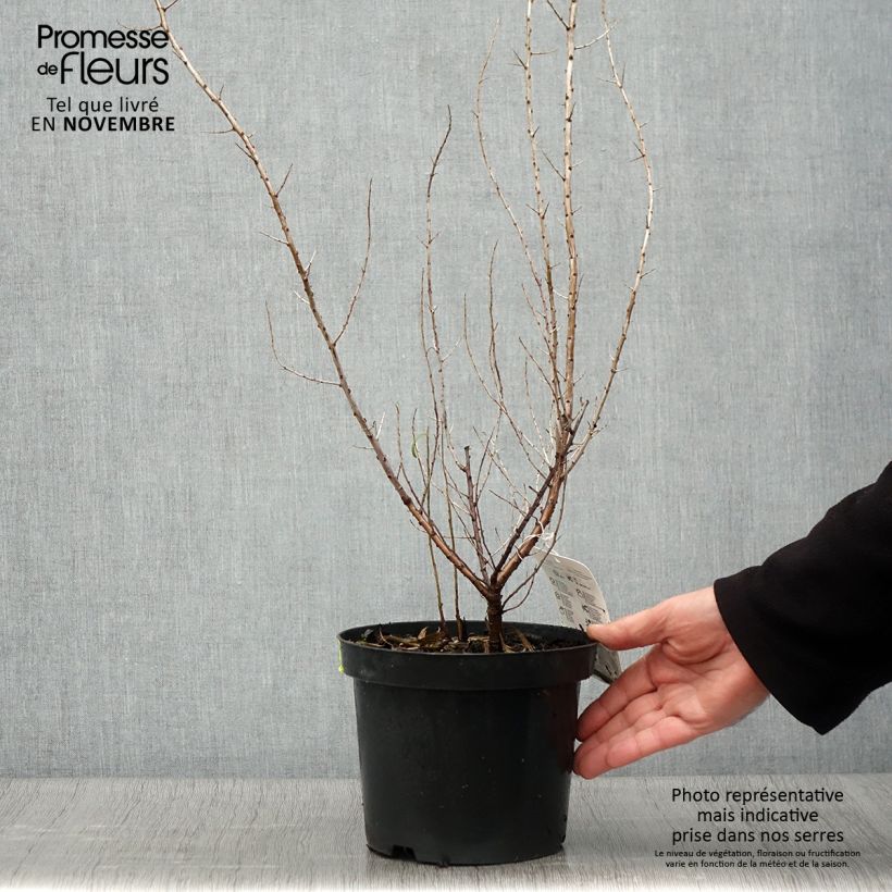 Esimerkki syksyllä toimitetusta Tyrni - Hippophae rhamnoides 2 litran/3 litran ruukku-taimesta