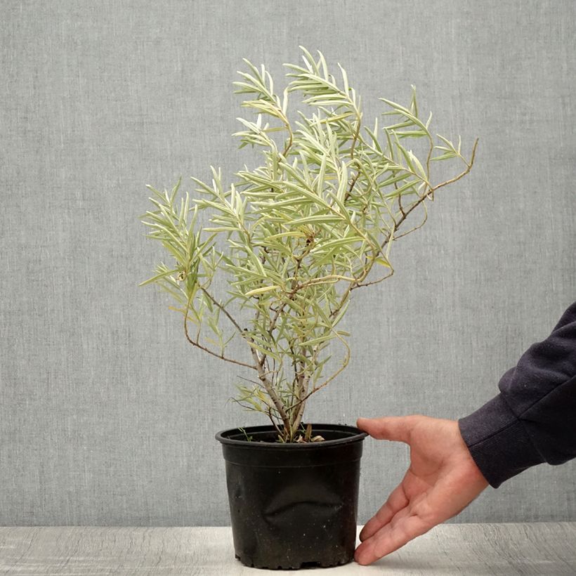 Esimerkki kesällä toimitetusta Tyrni - Hippophae rhamnoides Ruukku 2L / 3L-taimesta