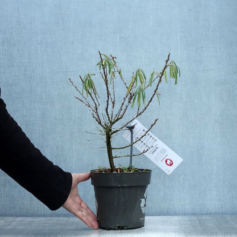 Esimerkki syksyllä toimitetusta Tyrni Botanica 3 litran/4 litran ruukku-taimesta