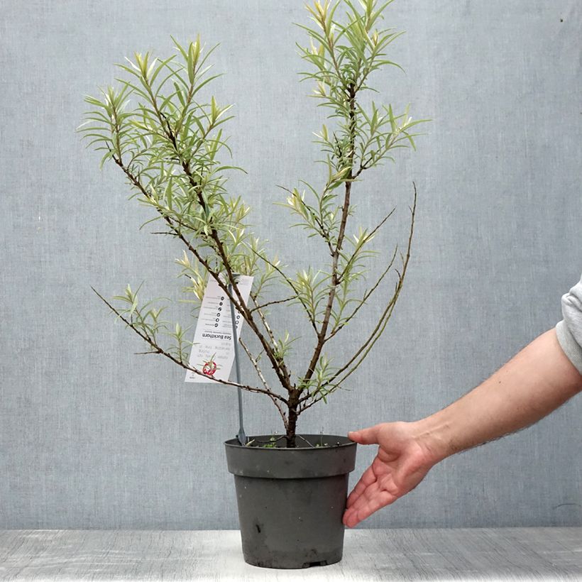 Esimerkki kesällä toimitetusta Tyrni Botanica 3 litran/4 litran ruukku-taimesta