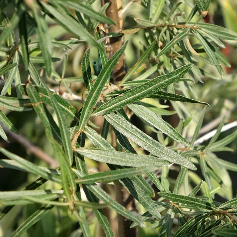 Tyrni Frugana (Lehvistö)