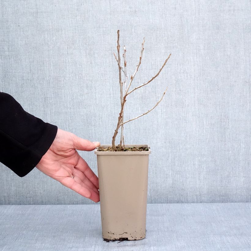 Esimerkki talvella toimitetusta Tyrni Garden's Gift emikasvi 1,5 litran / 2 litran kannu, Mätäs-taimesta