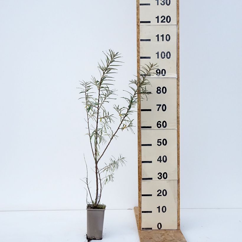 Esimerkki syksyllä toimitetusta Tyrni Garden's Gift emikasvi 1,5 litran / 2 litran kannu, Mätäs-taimesta