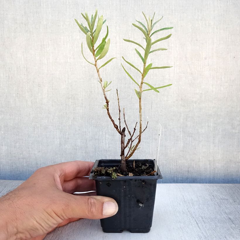 Esimerkki kesällä toimitetusta Tyrni Leikora Godet de 8/9 cm-taimesta