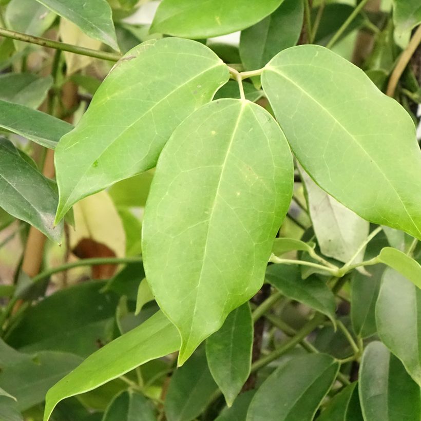 Holboellia coriacea (Lehvistö)