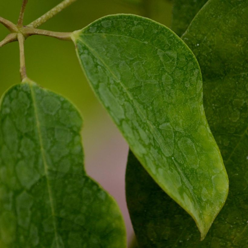 Holboellia latifolia (Lehvistö)