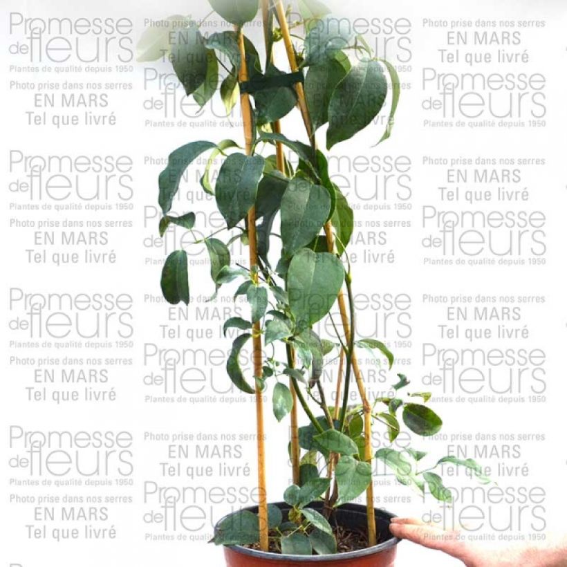 Esimerkki toimitetusta Holboellia latifolia Pot de 1,5L/2L-taimesta