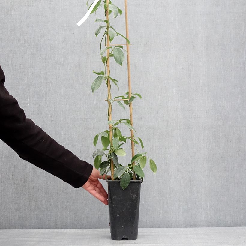 Esimerkki talvella toimitetusta Holboellia traversii Pot de 3L/4L-taimesta