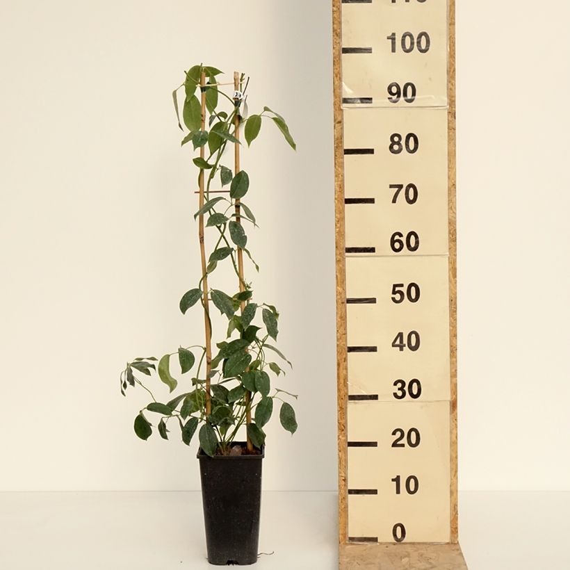 Esimerkki keväällä toimitetusta Holboellia traversii Pot de 3L/4L-taimesta