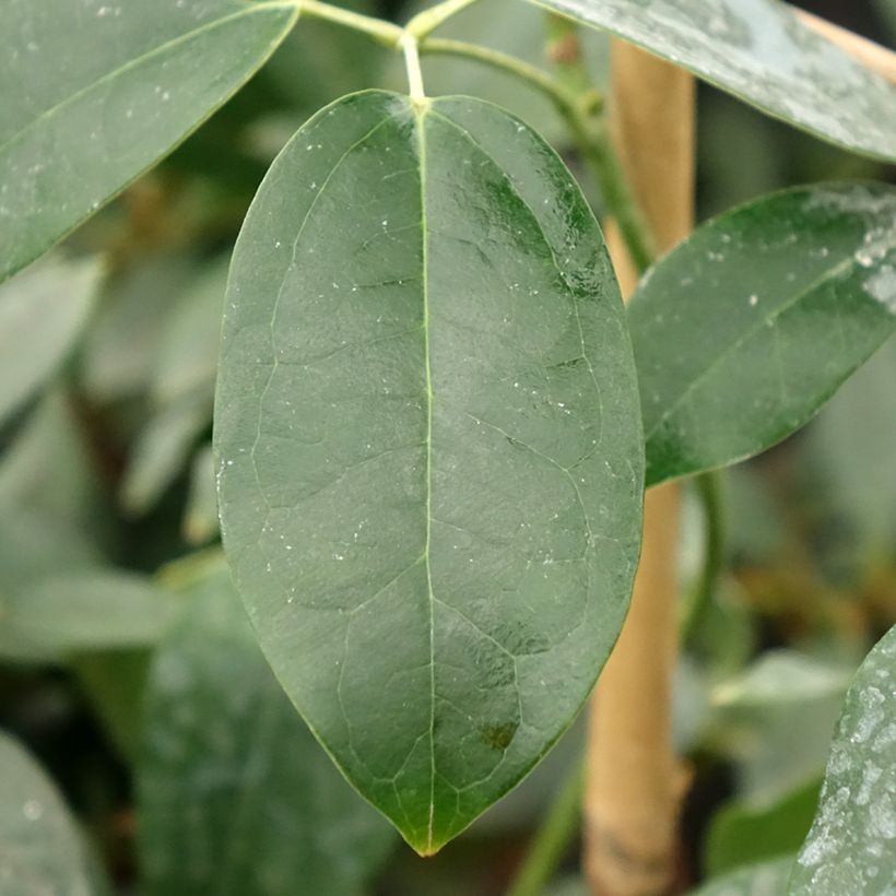 Holboellia traversii (Lehvistö)